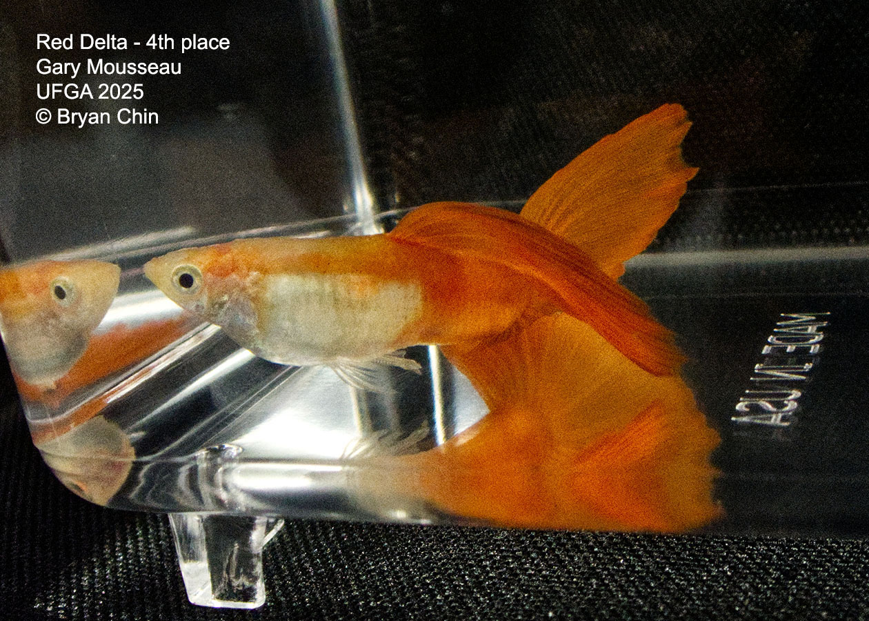 Guppy Red 